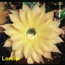 Lorelei.4.1.jpg 